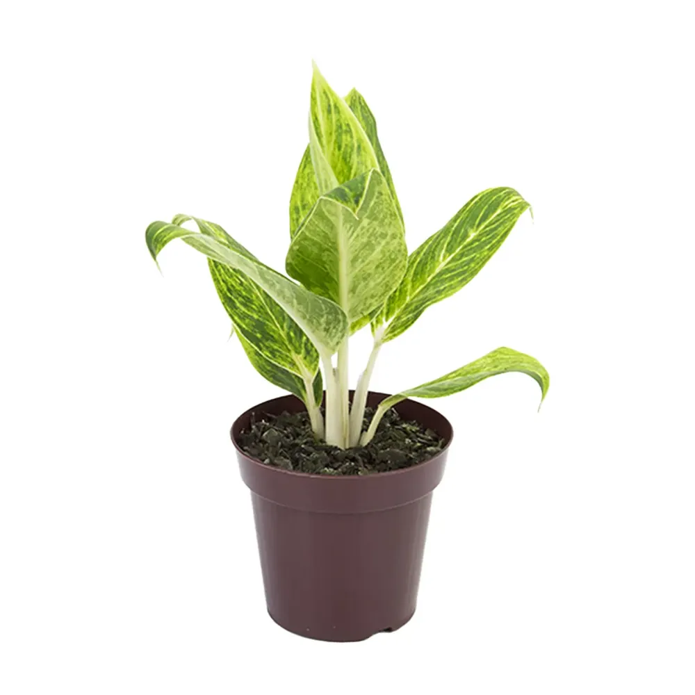Aglaonema Queen Planta Natural Pote 12