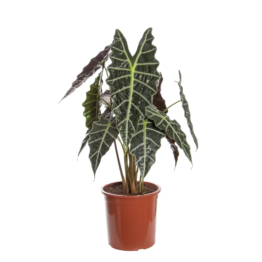 Alocasia Amazônica Planta Natural Pote 23