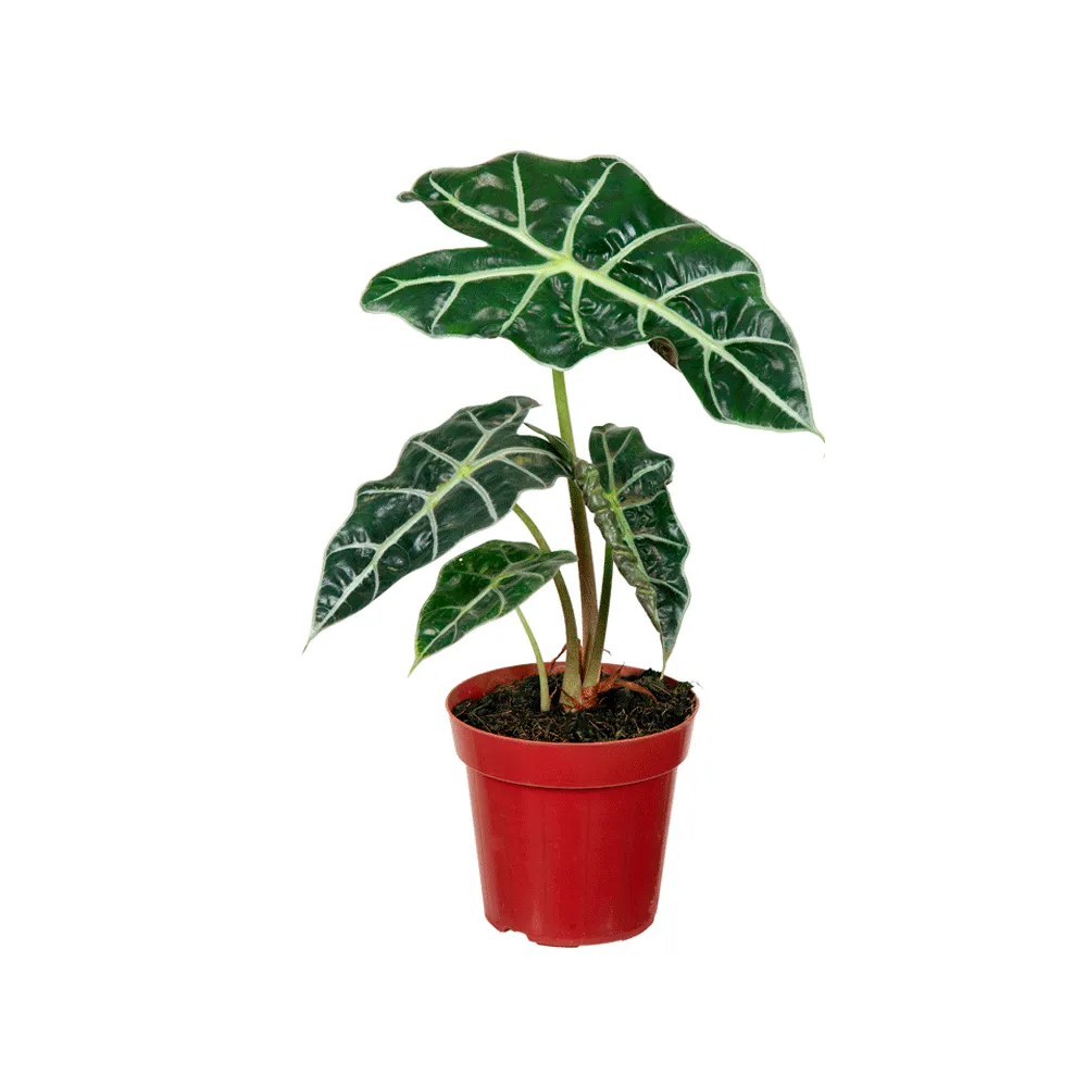 Alocasia Polly - Punhal-malaio Pote 12
