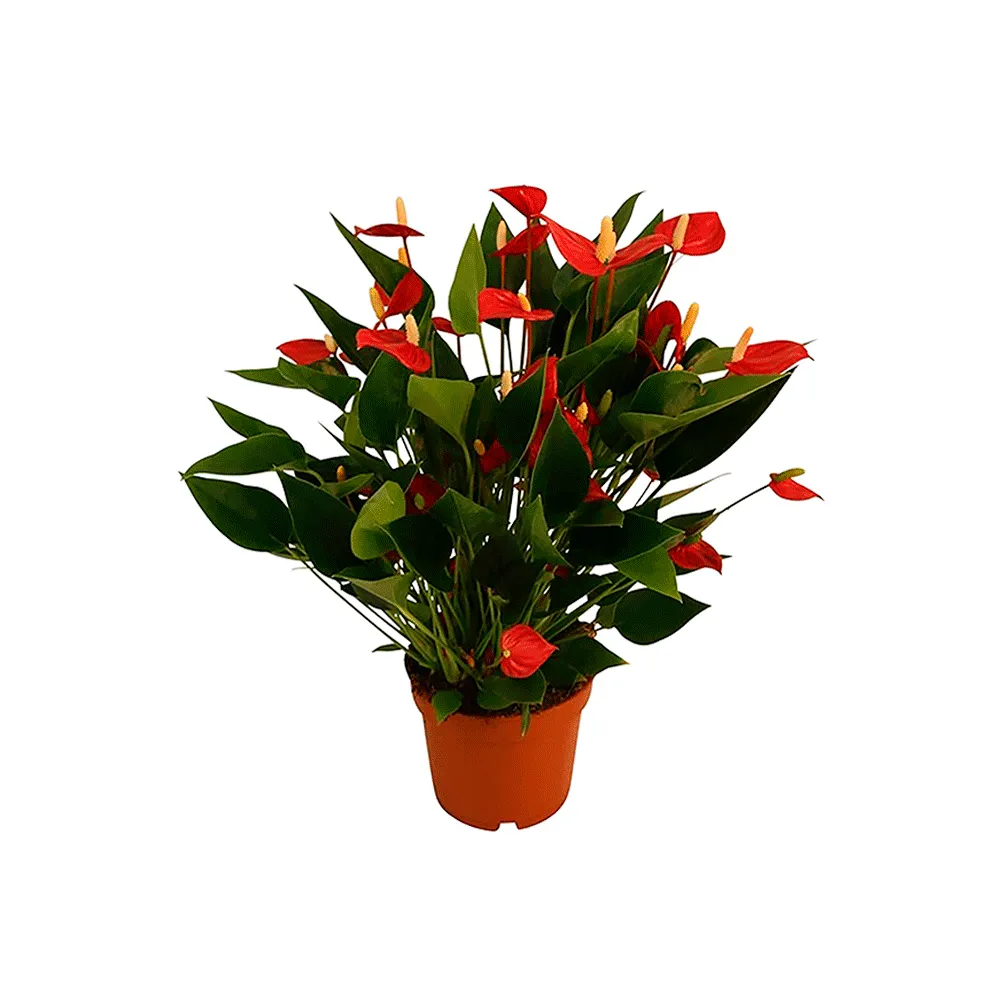 Anthurium Mini Million Flowers P09
