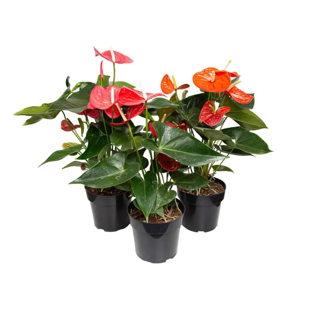 Anthurium Variado Planta Natural Pote 17