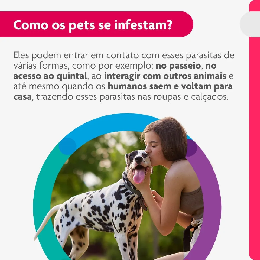 Antipulgas Bravecto Transdermal Cães 20 a 40 kg — foto 5
