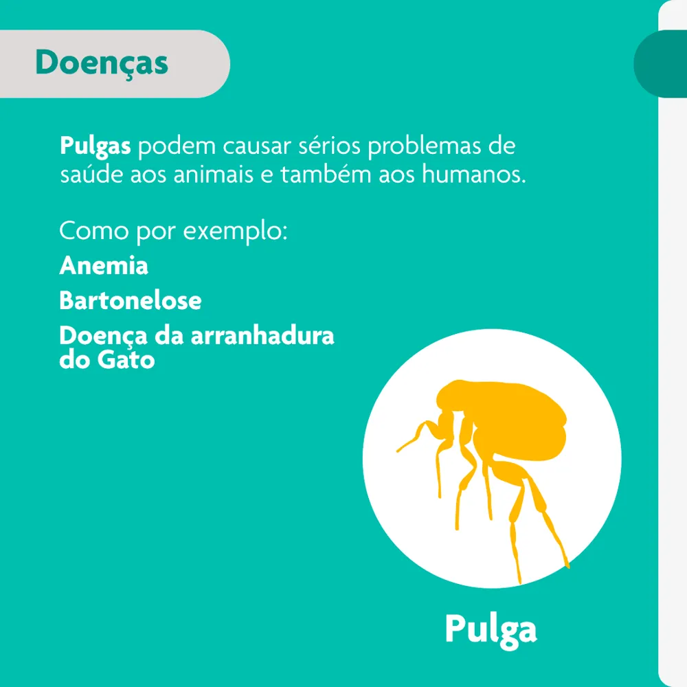 Antipulgas Bravecto Transdermal Gatos 1,2 a 2,8kg — foto 4