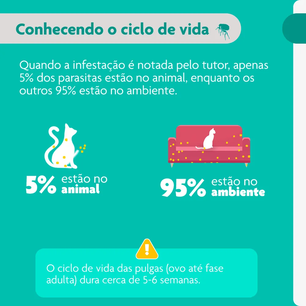 Antipulgas Bravecto Transdermal Gatos 6,25 a 12,5kg — foto 6