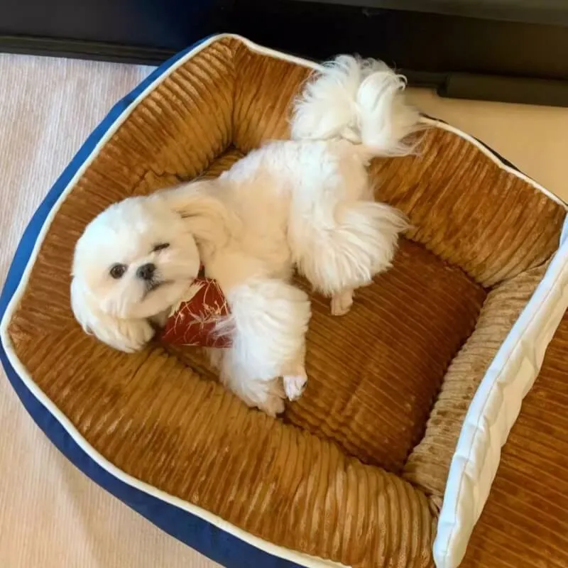 Cama Confortável para Animais de Estimação em Forma de Barco com Grande Espaço, Cama para Cães e Gatos — foto 3