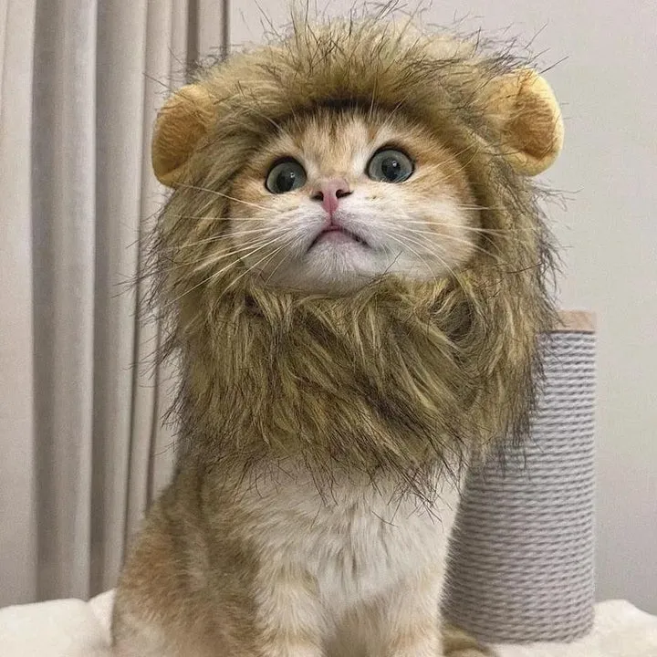 Fantasia Juba de Leão Cansei de Ser Gato — foto 2