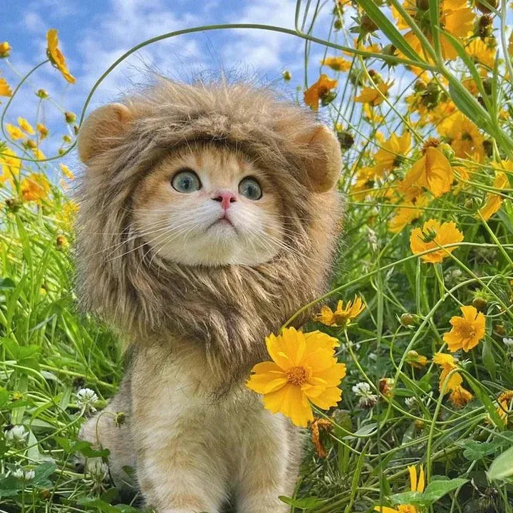 Fantasia Juba de Leão Cansei de Ser Gato — foto 4