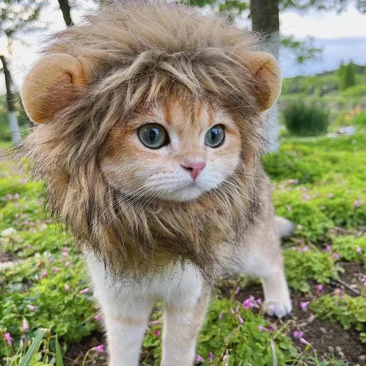Fantasia Juba de Leão Cansei de Ser Gato — foto 5