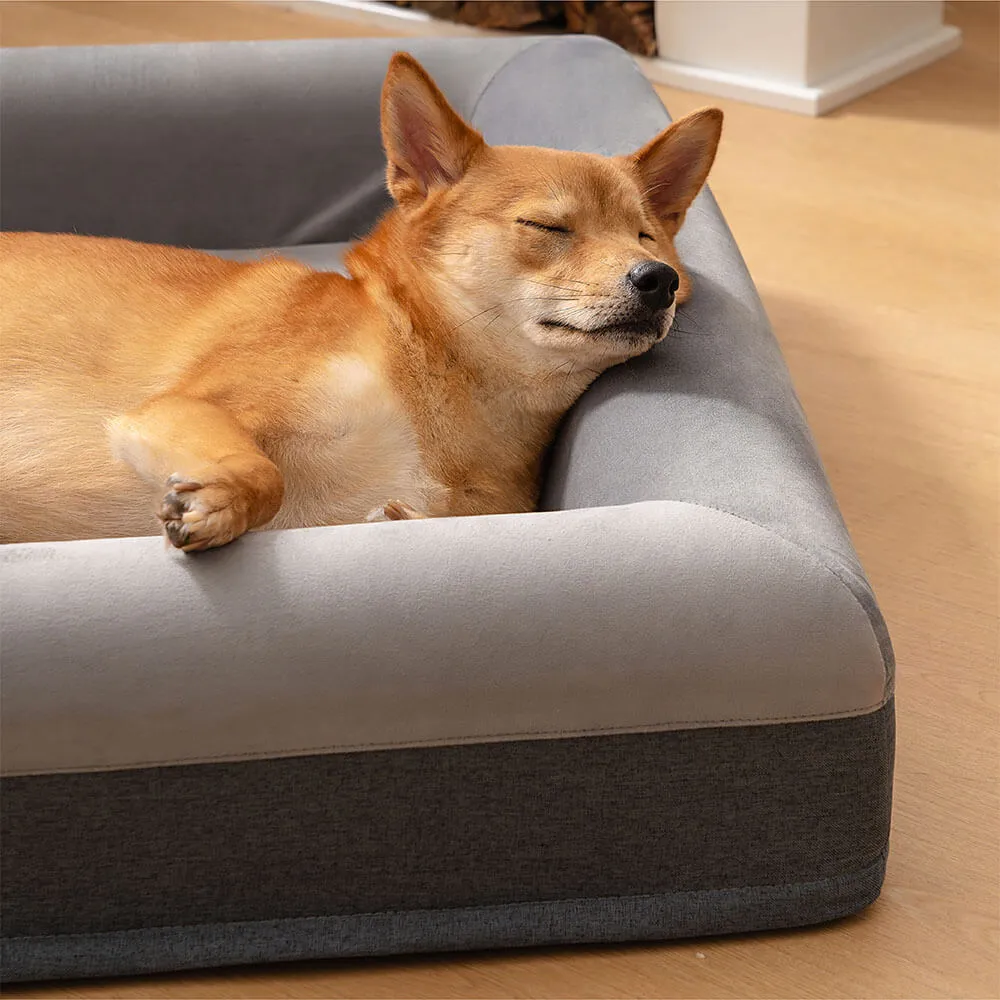 Sono feliz da cama ortopédica superior do cão com jogo alegre que escava a cama — foto 5
