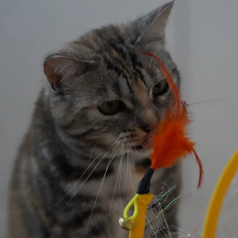 Tunicat - Brinquedo Minhoca Espiral para Gatos — foto 3