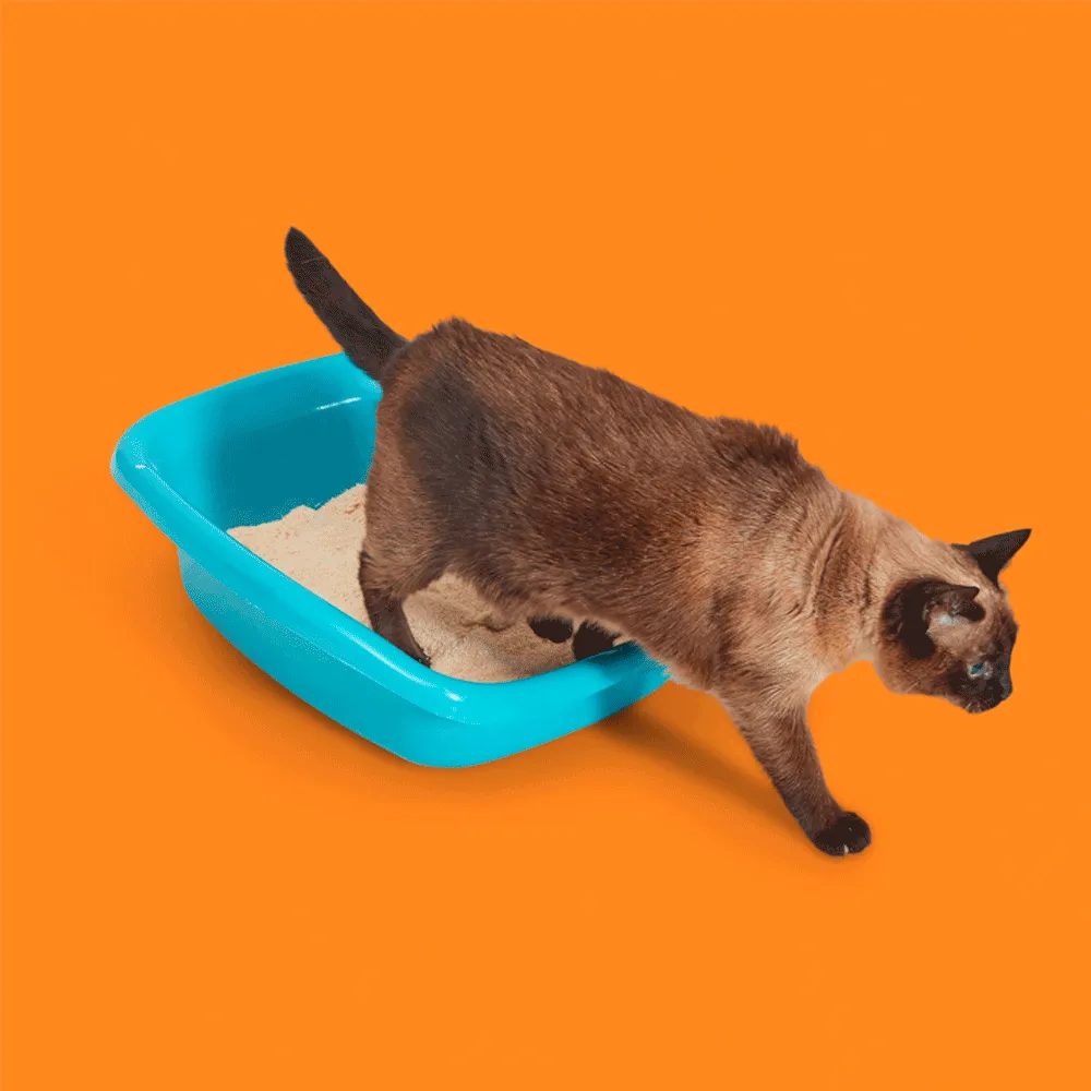 Areia Higiênica para Gatos Biodegradável Mandioca Bob Esconde — foto 3