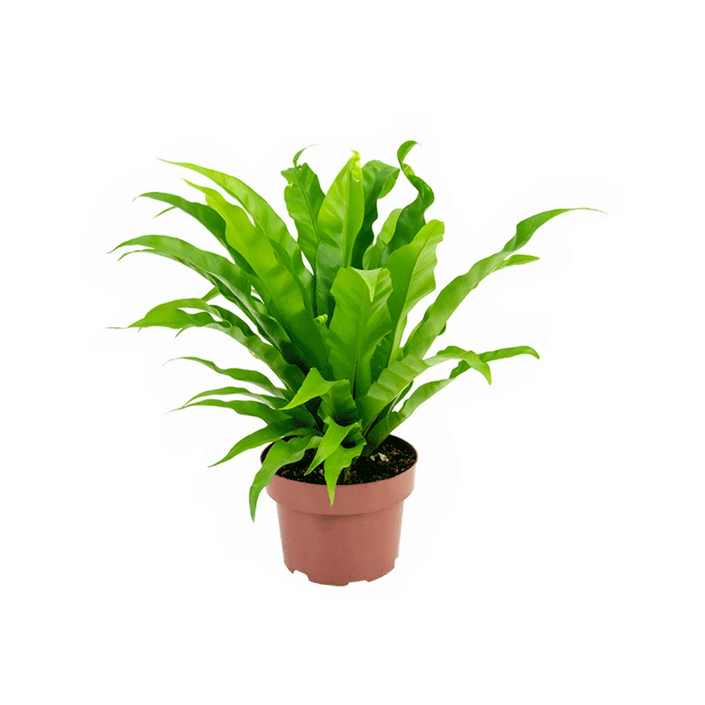 Asplenio Osaka Liso Natural Pote 19