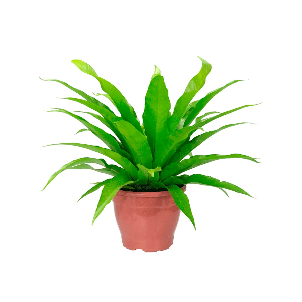 Asplenio Osaka Natural Pote 19