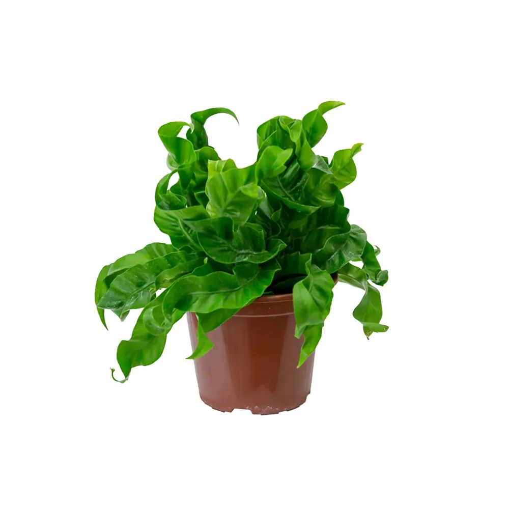 Asplenium Hurricane Planta Natural Pote 15