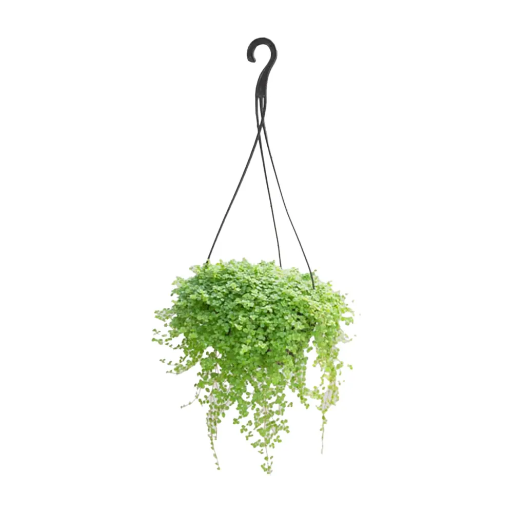 Barba De Moises Planta Natural Cuia 21