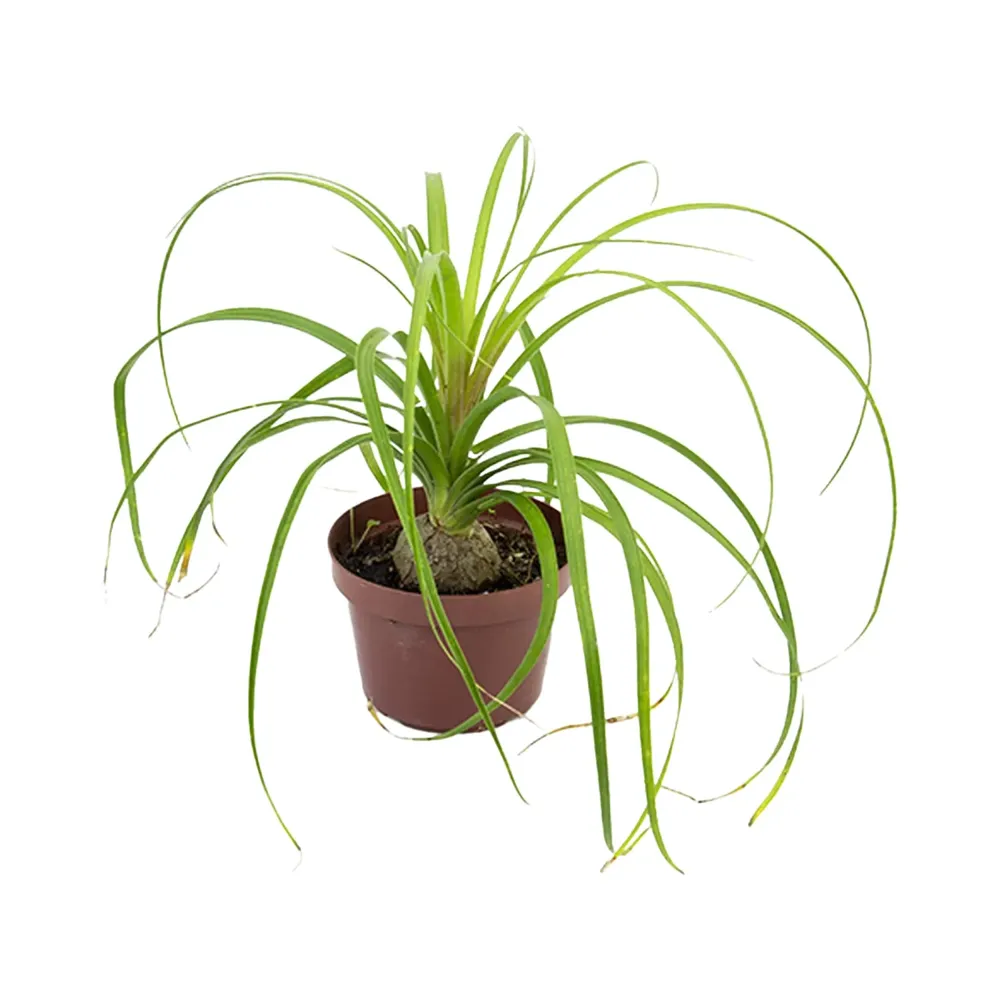 Beaucarnea Planta Natural Pote 11