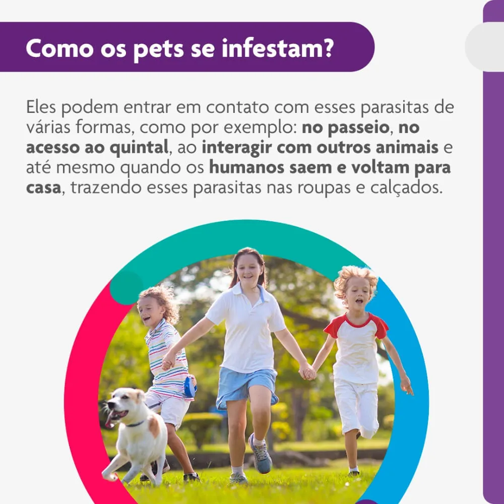 Antipulgas e Carrapatos Bravecto 10 kg a 20 kg Cães 500mg — foto 5