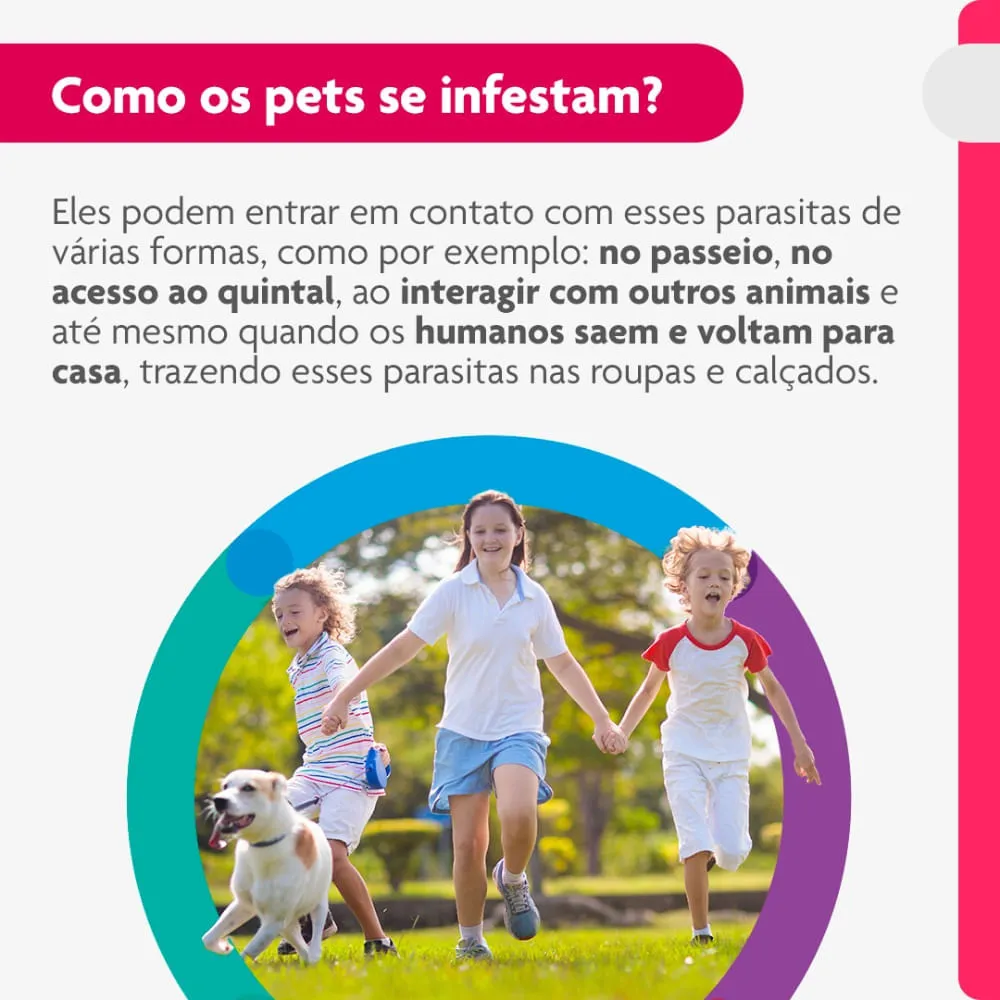 Antipulgas Bravecto Transdermal Cães 10 a 20 kg — foto 5