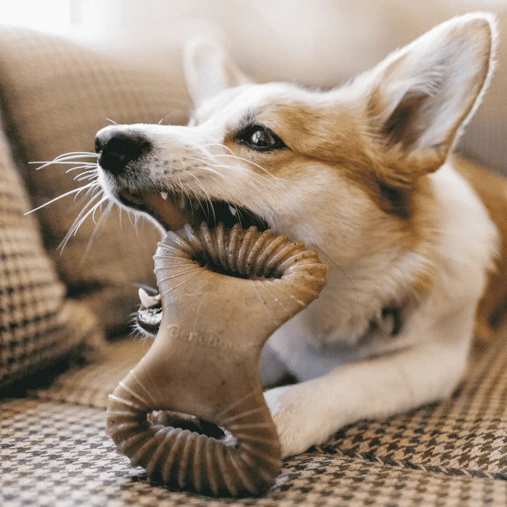Brinquedo Benebone Dental Chew Bacon — foto 4