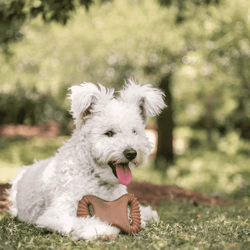 Brinquedo Benebone Dental Chew Bacon — foto 5
