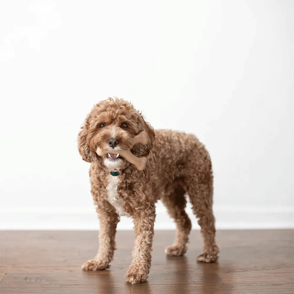 Brinquedo Benebone Wishbone Bacon — foto 5