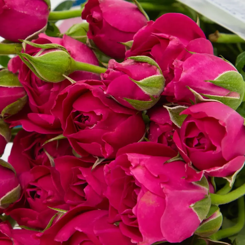 Buquê Maço Rosas Spray Natural Variado — foto 3