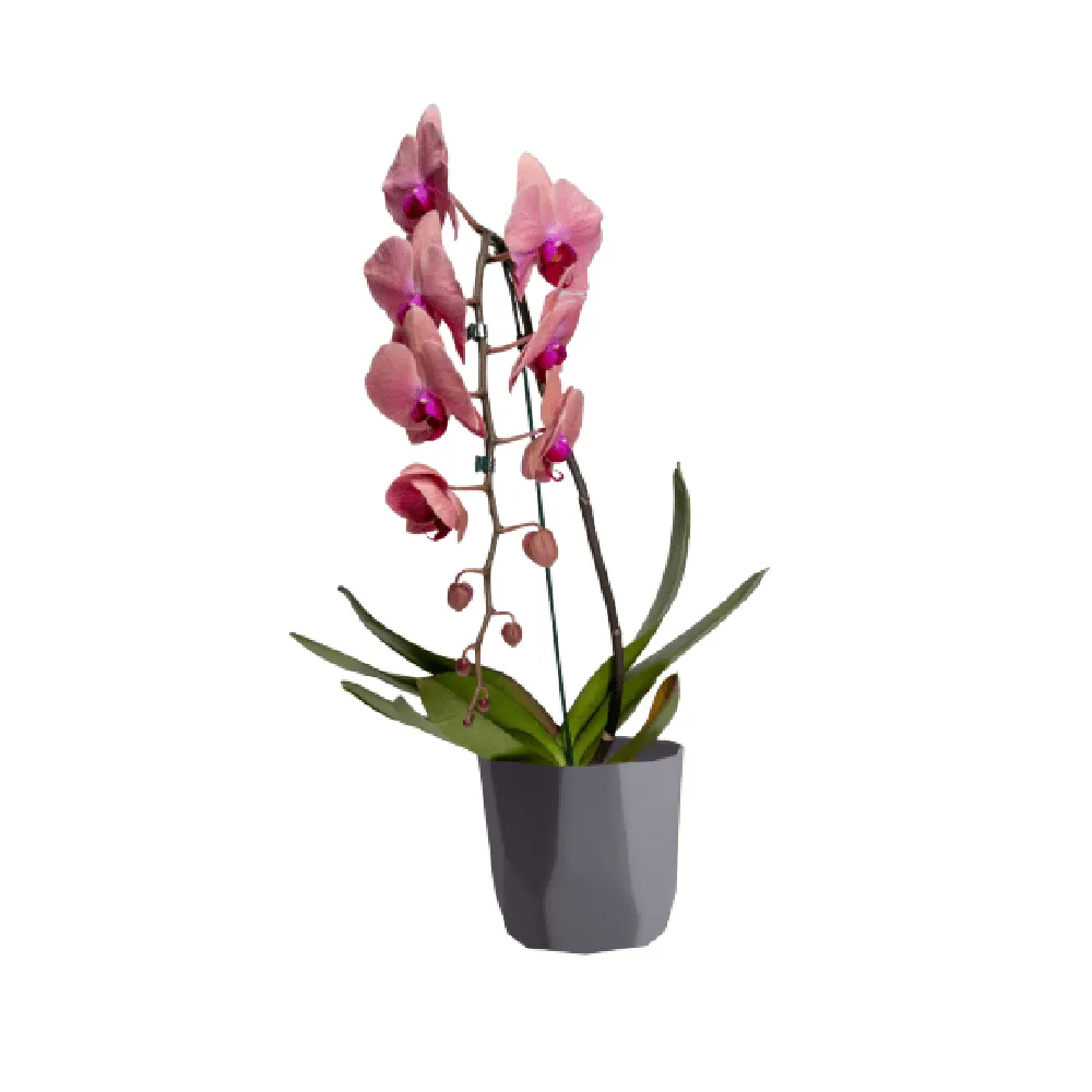 Cachepô Diamante West Garden Cinza — foto 2