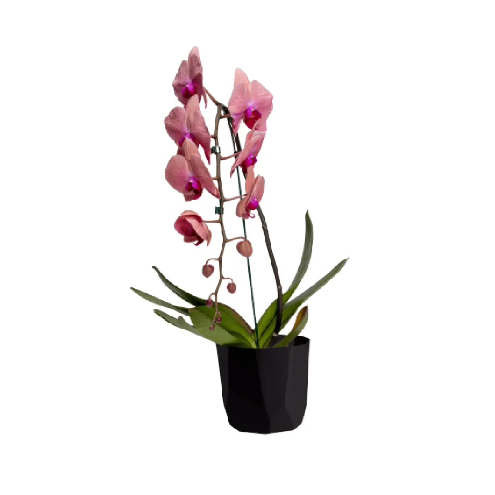 Cachepô Diamante West Garden Preto — foto 2