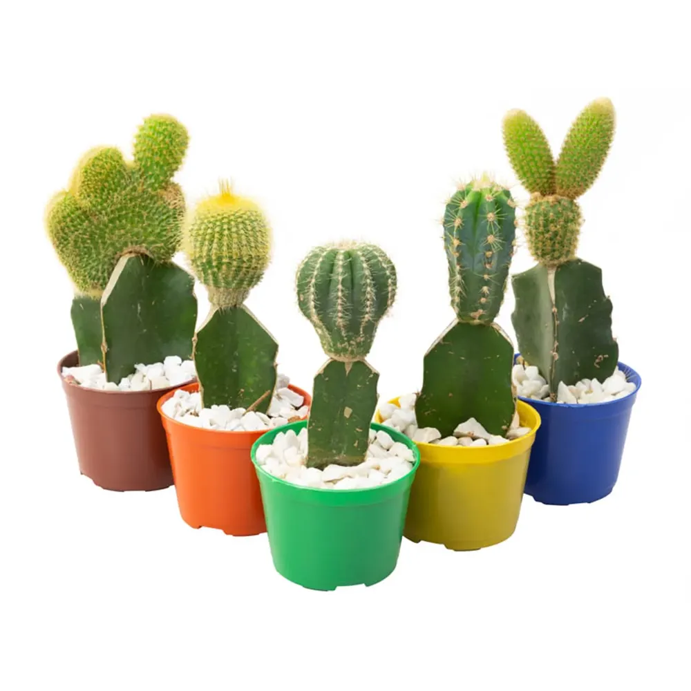 Cacto Enxertado Planta Natural Pote 07