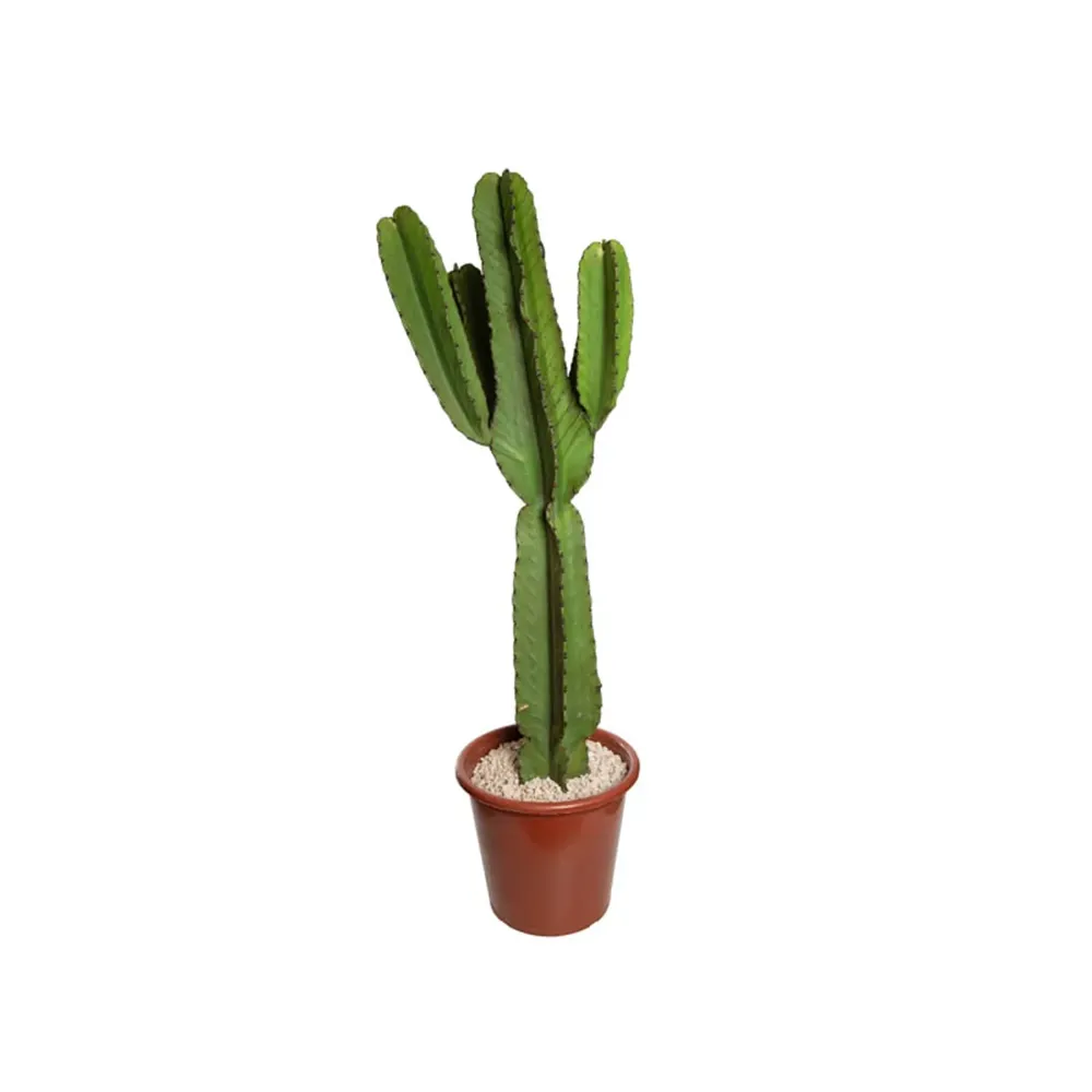 Cacto Euphorbia Mandacaru Pote 30