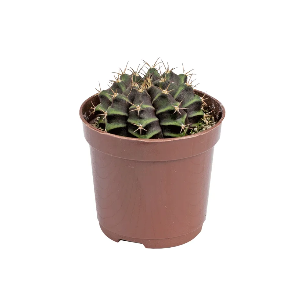 Cacto Gymnocalycium Variado Pote 06