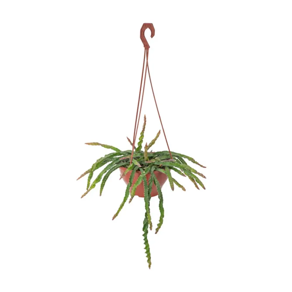 Cacto Lepismium Cruciforme Spiralis Pendente Cuia 18