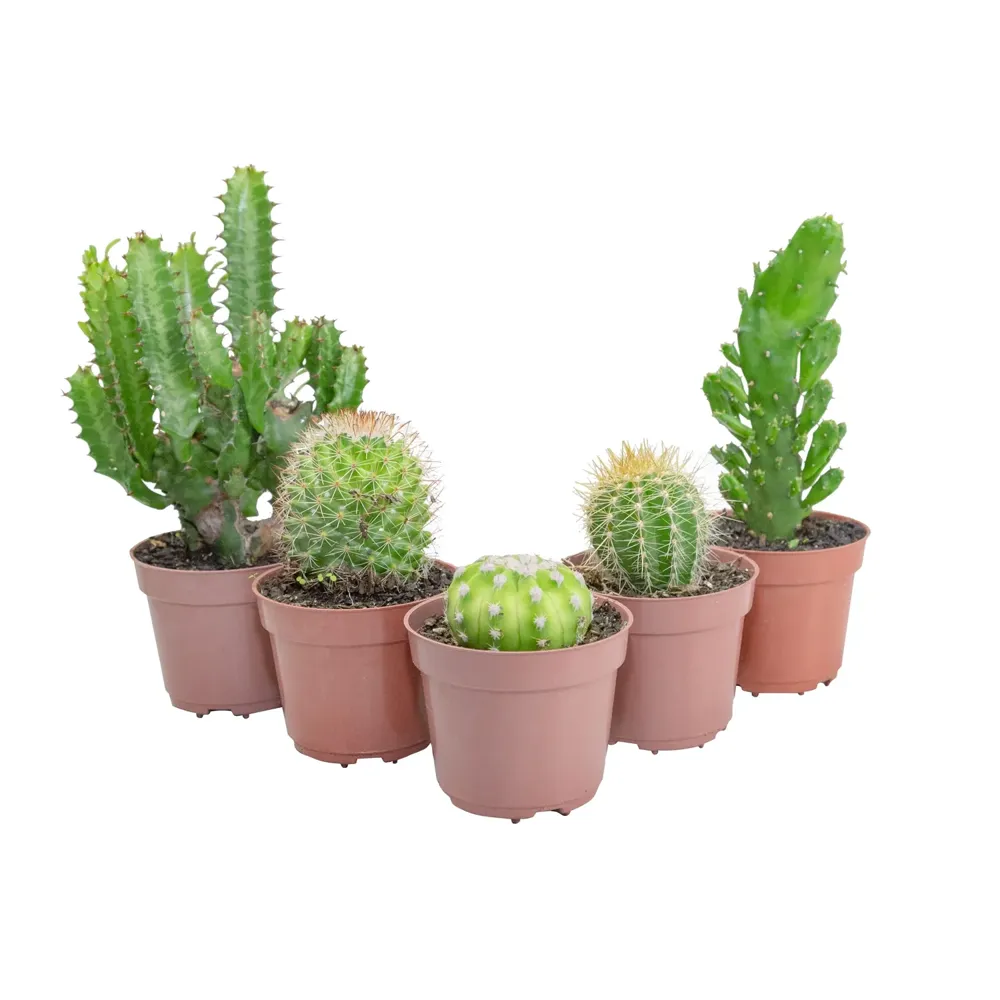 Cacto Mini Suculenta Variado Pote 09
