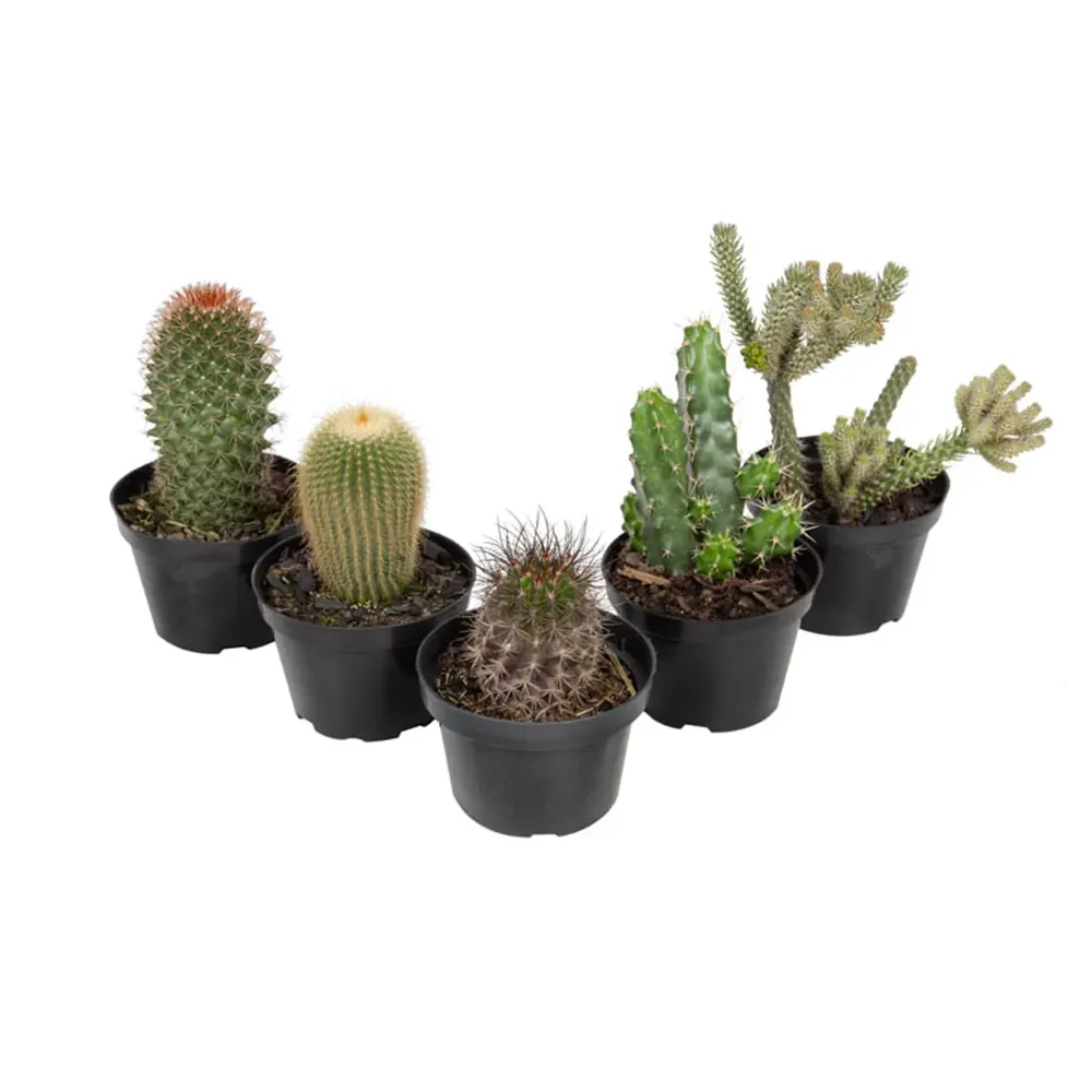 Cacto Variado Planta Natural Pote 11