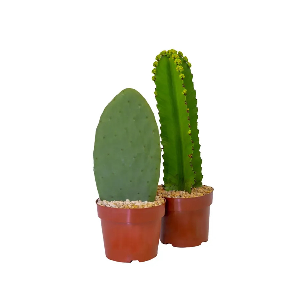 Cacto Variado Planta Natural Pote 20