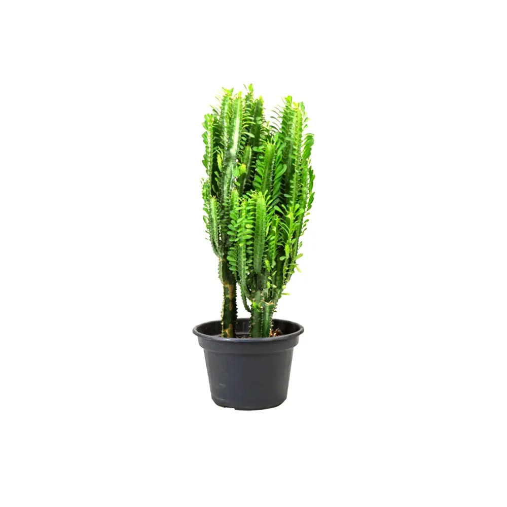 Cactus Euphorbia Trigona Pote 24