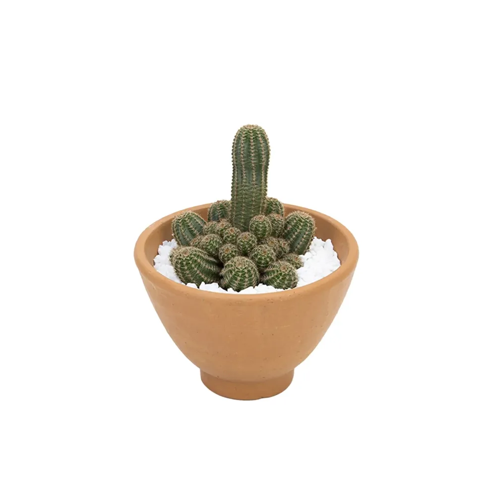 Cactus Raiz Própria VB Cuia 18