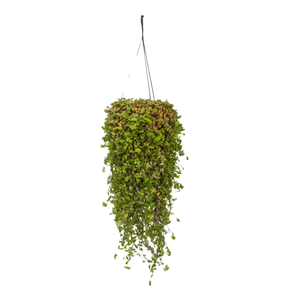 Callisia Pendente Planta Natural Cuia 21