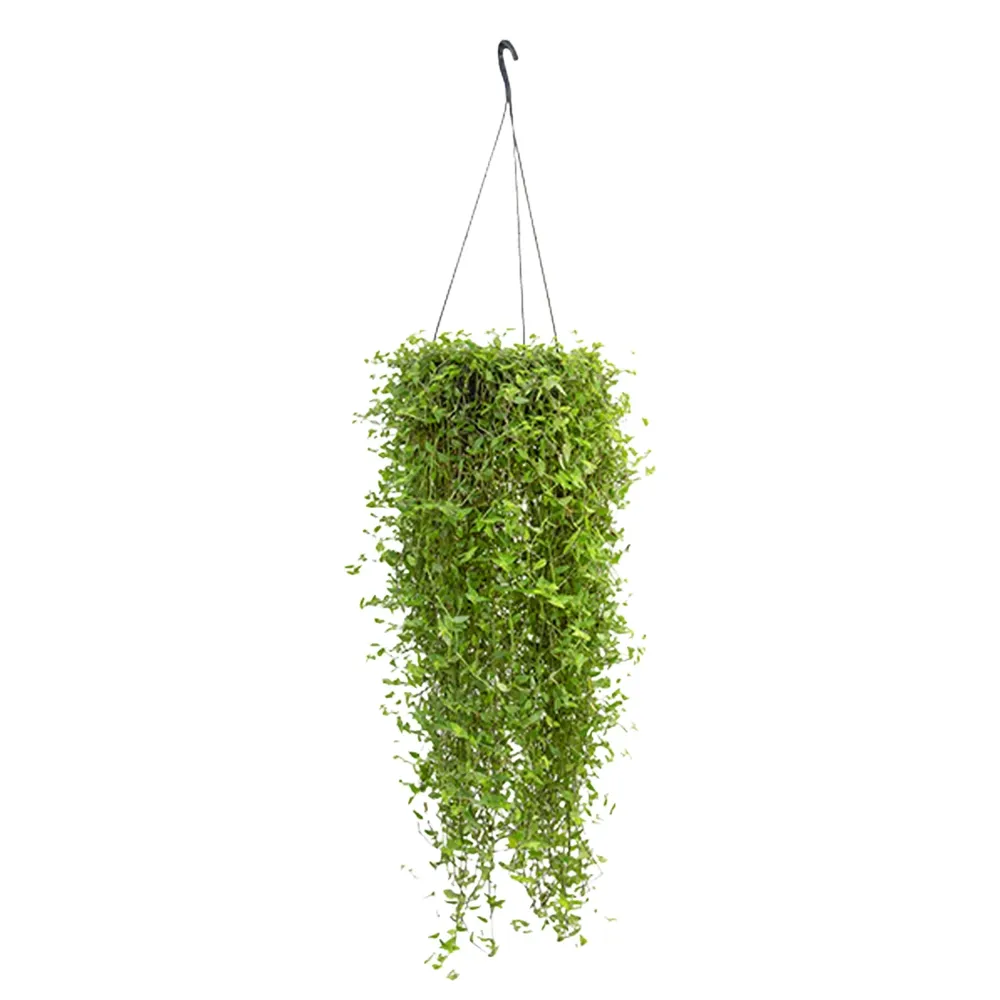 Callisia Planta Natural Cuia 21