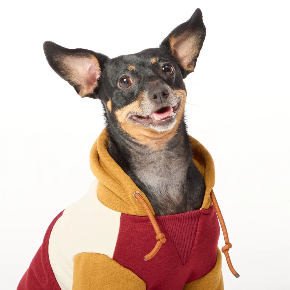 Casaco com Capuz para Cães Flicks Marrom — foto 5