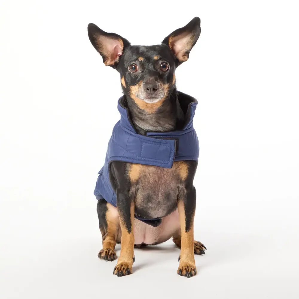 Casaco Quilting para Cães Flicks Azul — foto 3