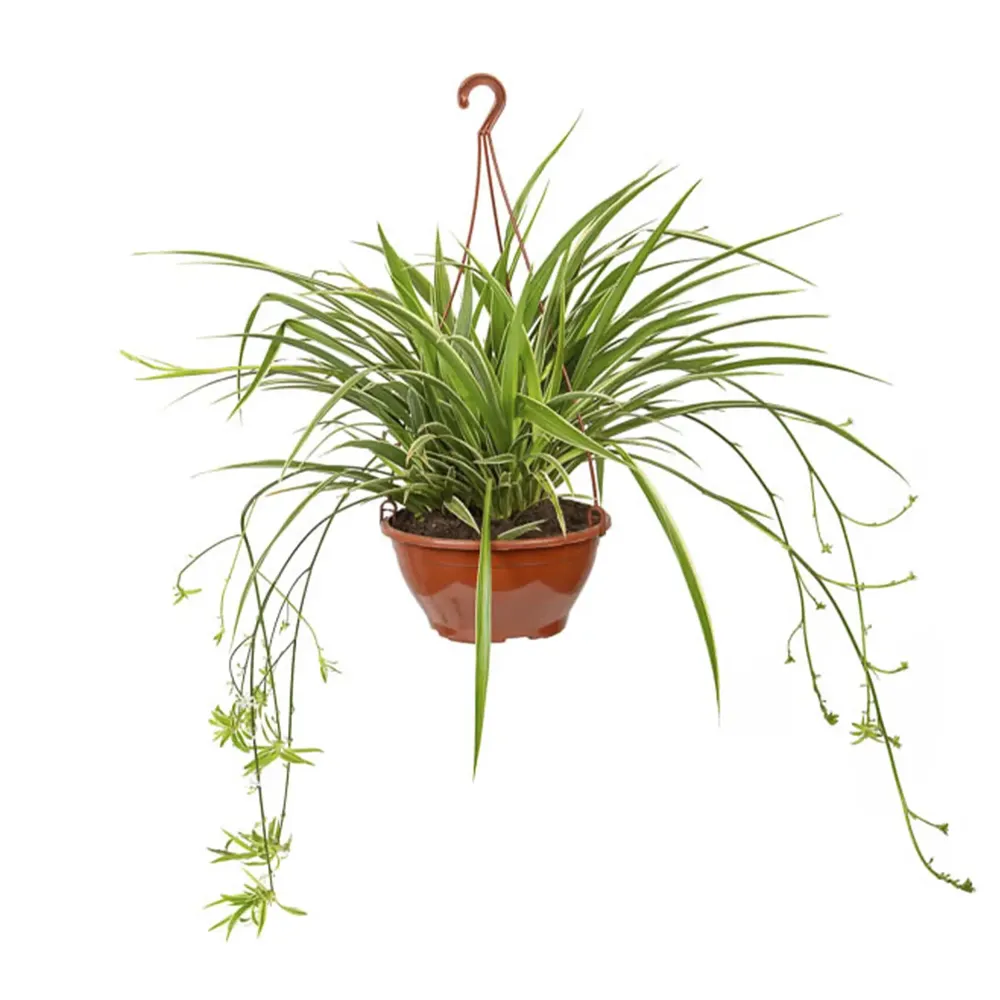 Clorofito Planta Natural C21