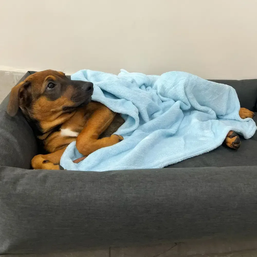 Cobertor Ultra Soft Liso Azul Bebê Fábrica Pet — foto 3