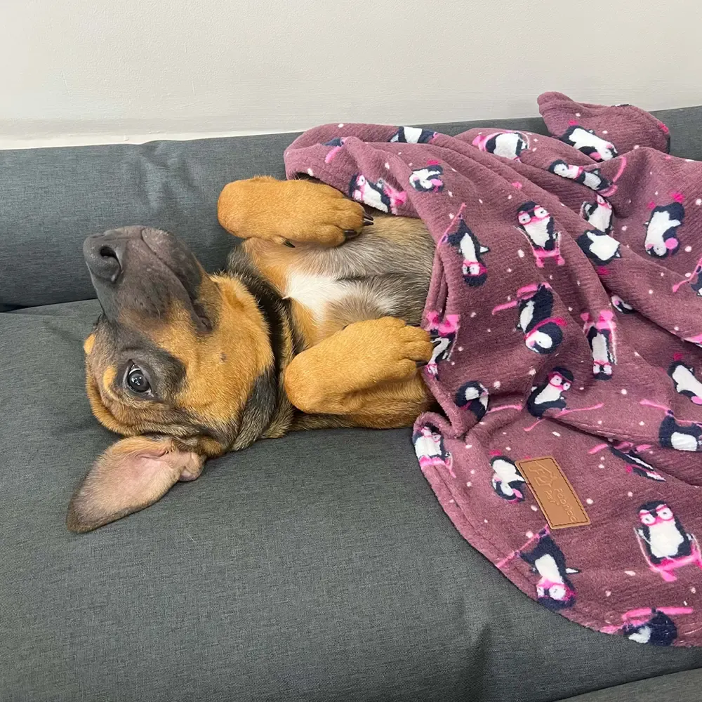 Cobertor Ultra Soft Pinguim Fábrica Pet — foto 4