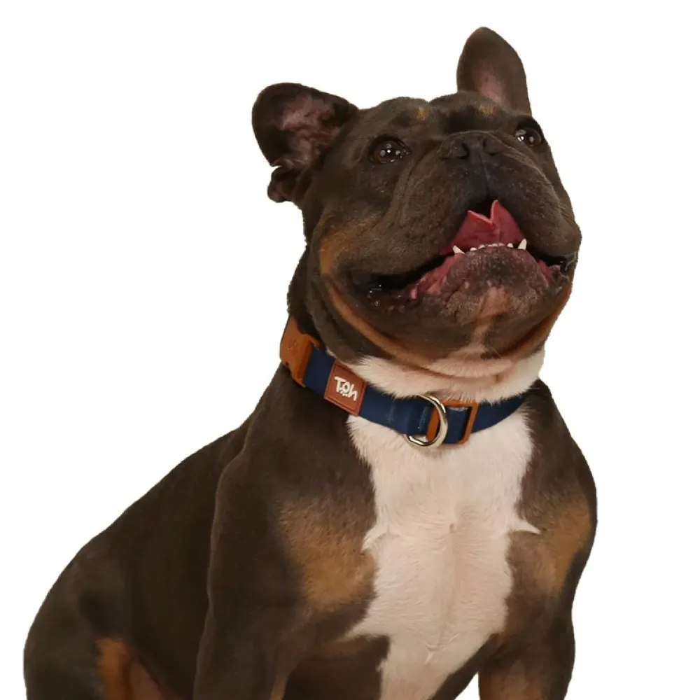 Coleira Cães Tradicional Basic Toh Azul — foto 3