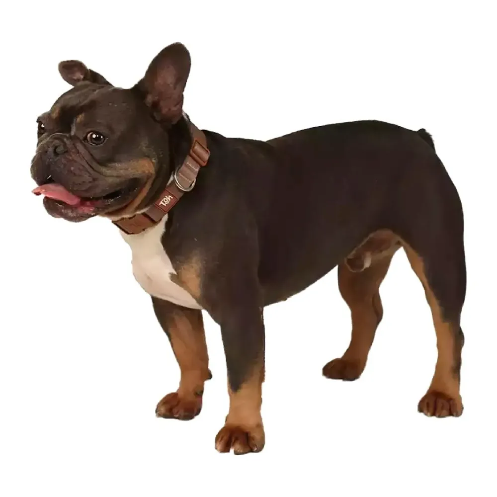 Coleira Cães Tradicional Basic Toh Cáqui — foto 3