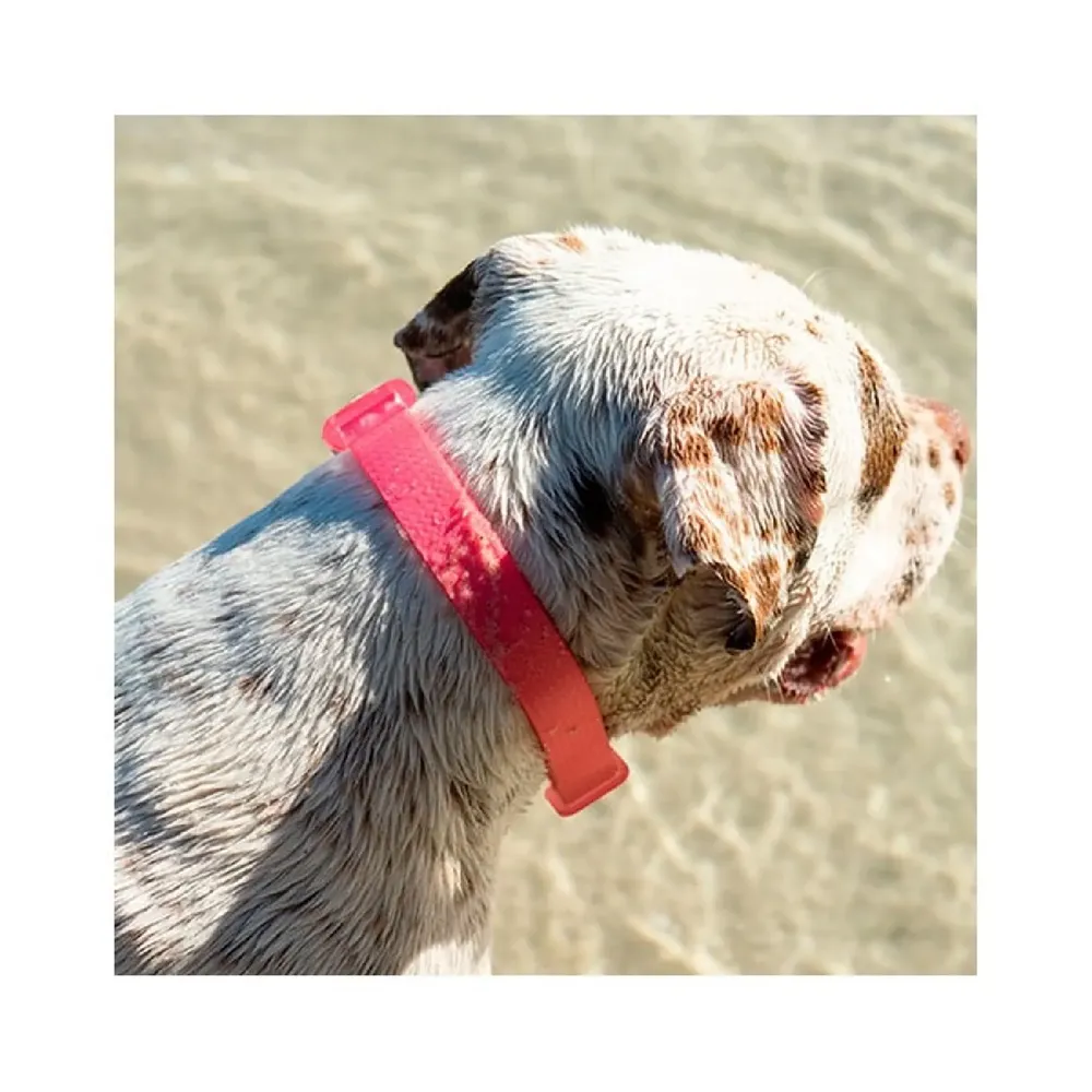 Coleira para Cães NeoPro Bubblegum Zee.Dog — foto 5