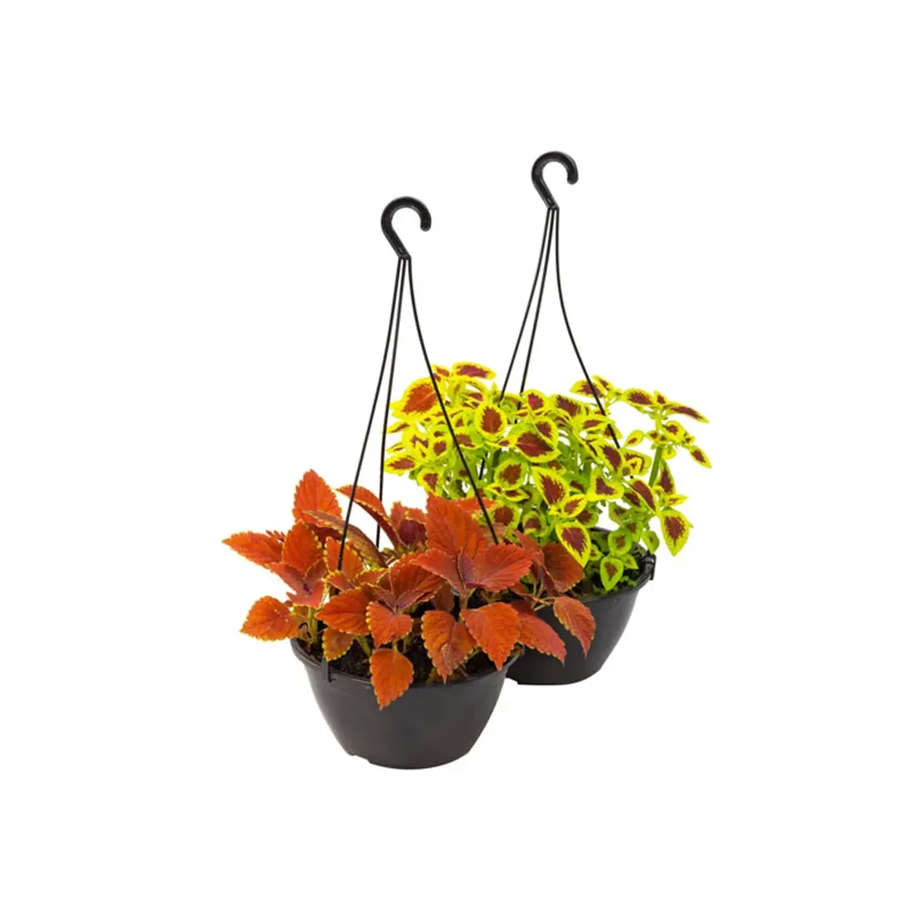 Coleus Planta Natural Cuia 21