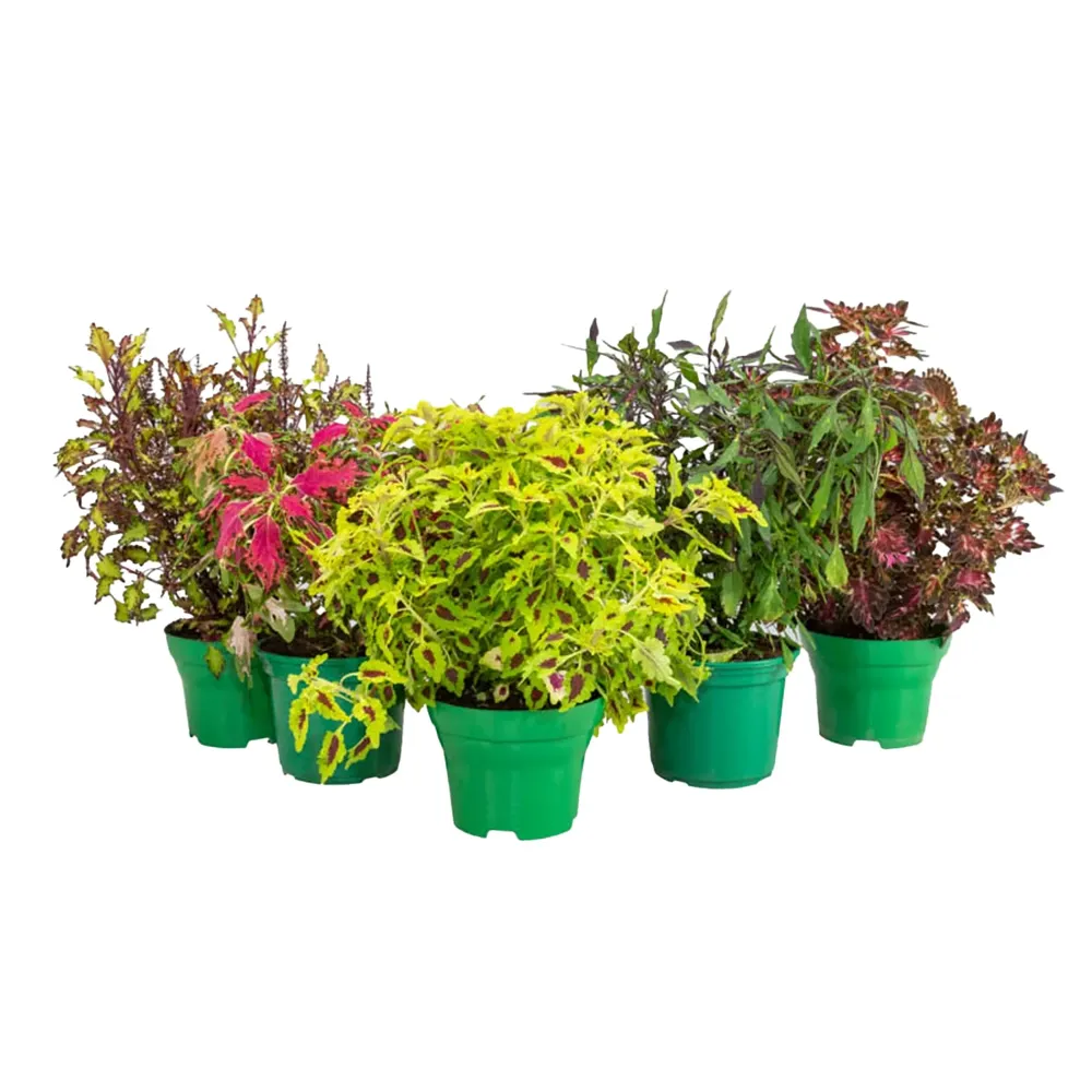 Coleus Planta Natural Pote 15