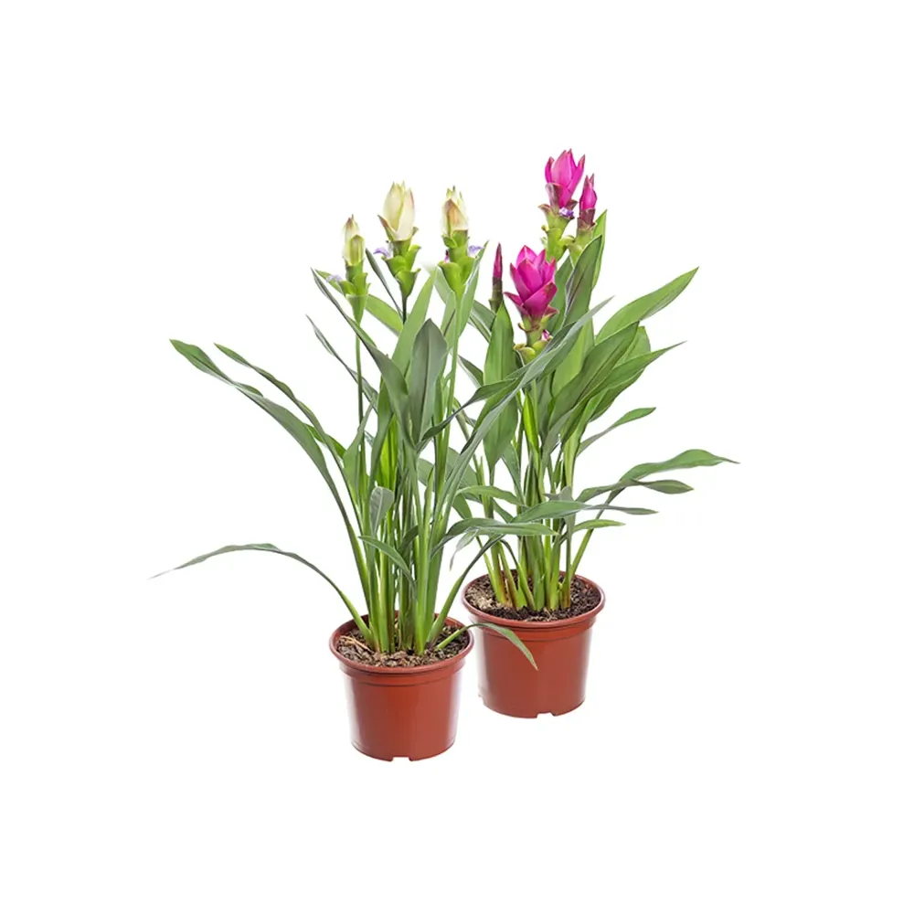 Cúrcuma - Açafrão da Cochinchina Pote 15